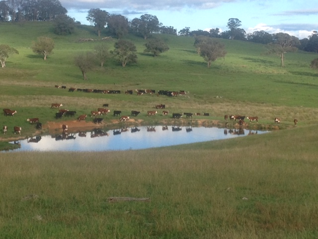 grazing cows