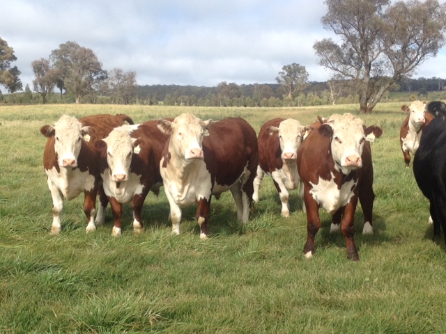 Cows