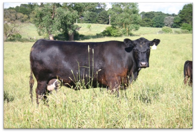 Black Angus Cow