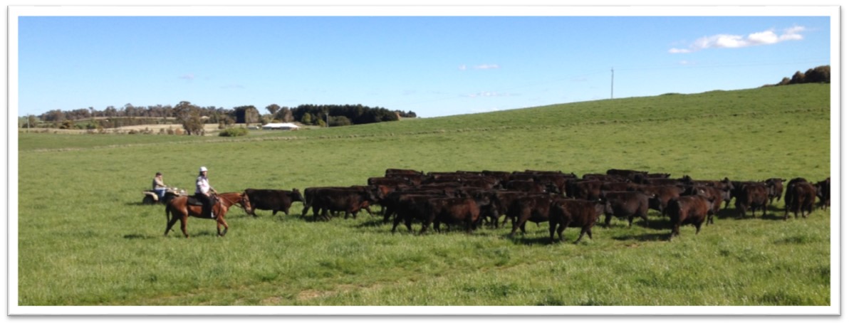 Teys Australia