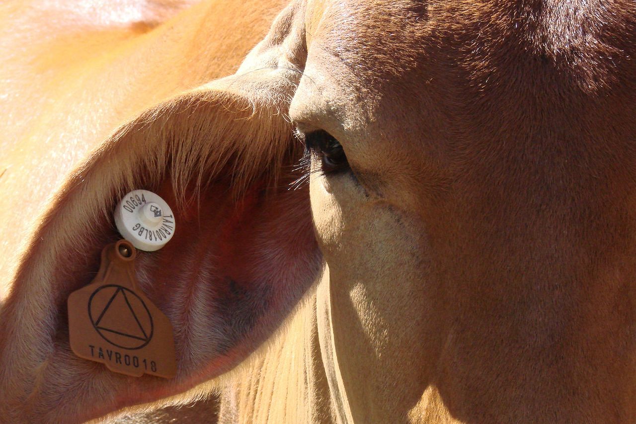 cattle technology