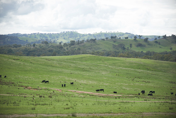 cows on land
