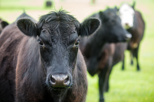 Cow from Naracoorte farm