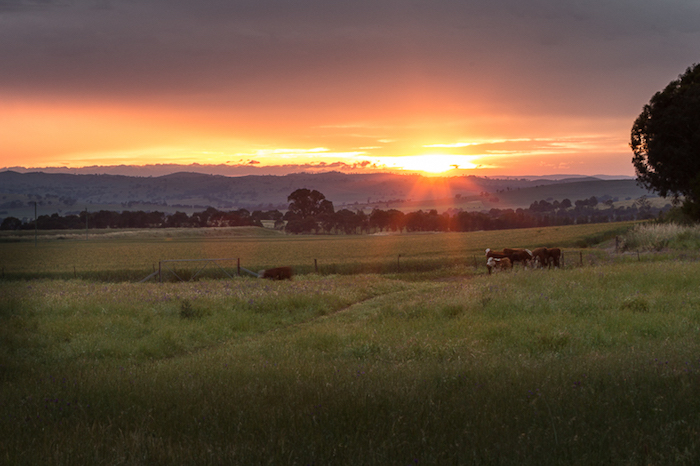 Teys landscape
