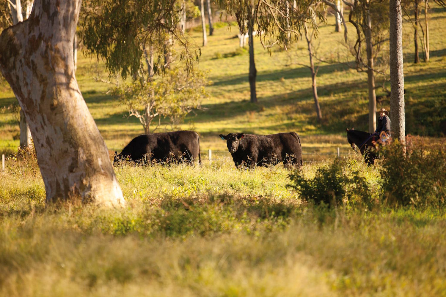 Black Angus Cattle