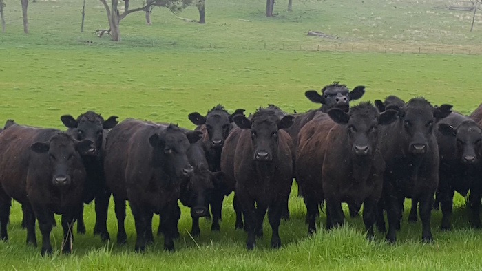 Why Choose Australian Beef?