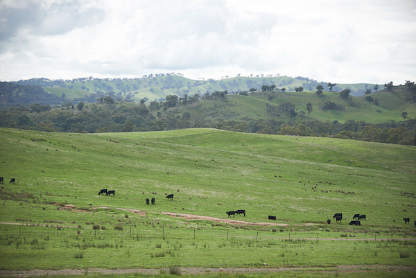 grass fed beef industry