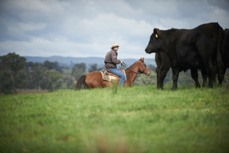 beef industry