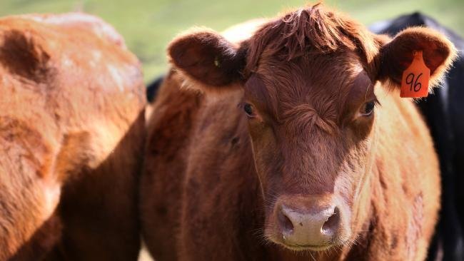 Australian red meat industry