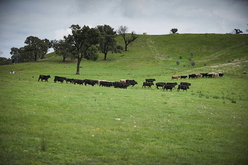 beef prices